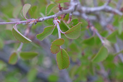 Amelanchier utahensis utahensis