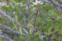 Amelanchier utahensis utahensis