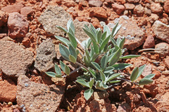 Astragalus eurekensis
