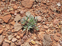 Astragalus eurekensis