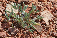 Astragalus eurekensis