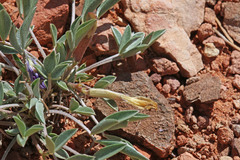 Astragalus eurekensis