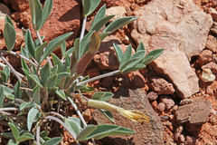 Astragalus eurekensis