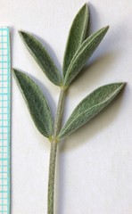 Astragalus eurekensis