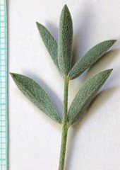 Astragalus eurekensis