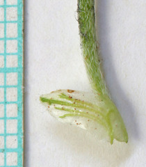 Astragalus eurekensis