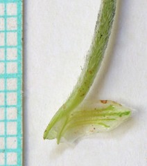 Astragalus eurekensis