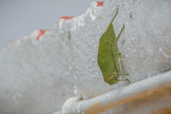 Stilpnochlora azteca