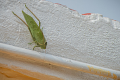 Stilpnochlora azteca