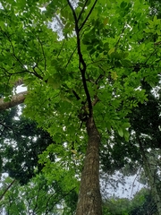 Swietenia macrophylla