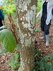 Swietenia macrophylla