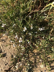 Magnoliopsida