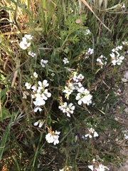 Magnoliopsida