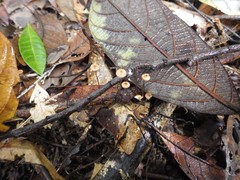 Marasmius crinis-equi