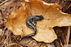 Plethodon sequoyah