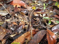Marasmius crinis-equi