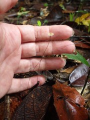 Marasmius crinis-equi