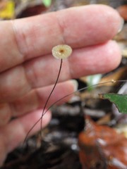 Marasmius crinis-equi