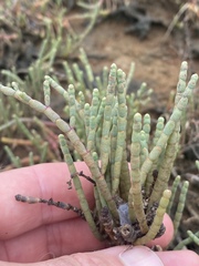 Tecticornia indica
