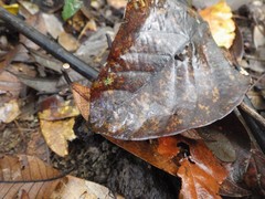 Marasmius crinis-equi