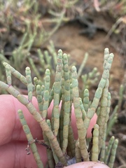 Tecticornia indica