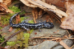 Plethodon sequoyah