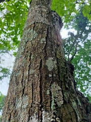 Swietenia macrophylla