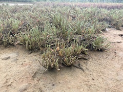 Tecticornia indica