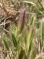 Hordeum marinum