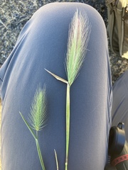 Hordeum marinum