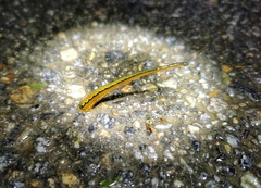 Haemadipsa