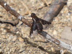Hemipenthes seminiger