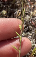 Festuca microstachys