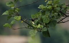 Megaloxantha bicolor