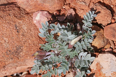 Astragalus welshii