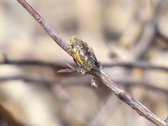 Acmaeodera acuta
