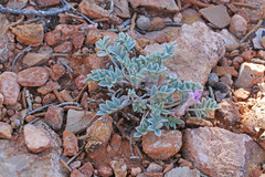 Astragalus welshii