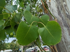 Eucalyptus alba