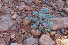 Astragalus welshii