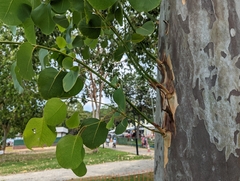 Eucalyptus alba