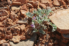 Astragalus welshii