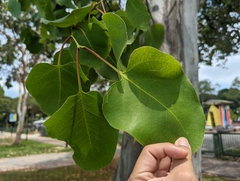 Eucalyptus alba