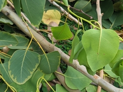 Eucalyptus alba