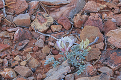 Astragalus welshii