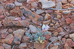 Astragalus welshii