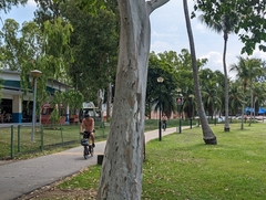 Eucalyptus alba