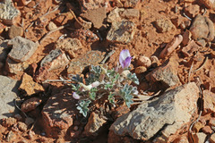 Astragalus welshii