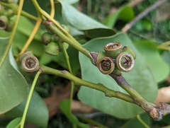 Eucalyptus alba