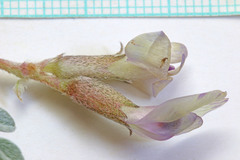 Astragalus welshii