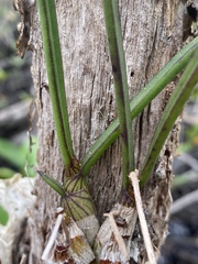 Dendrobium canaliculatum